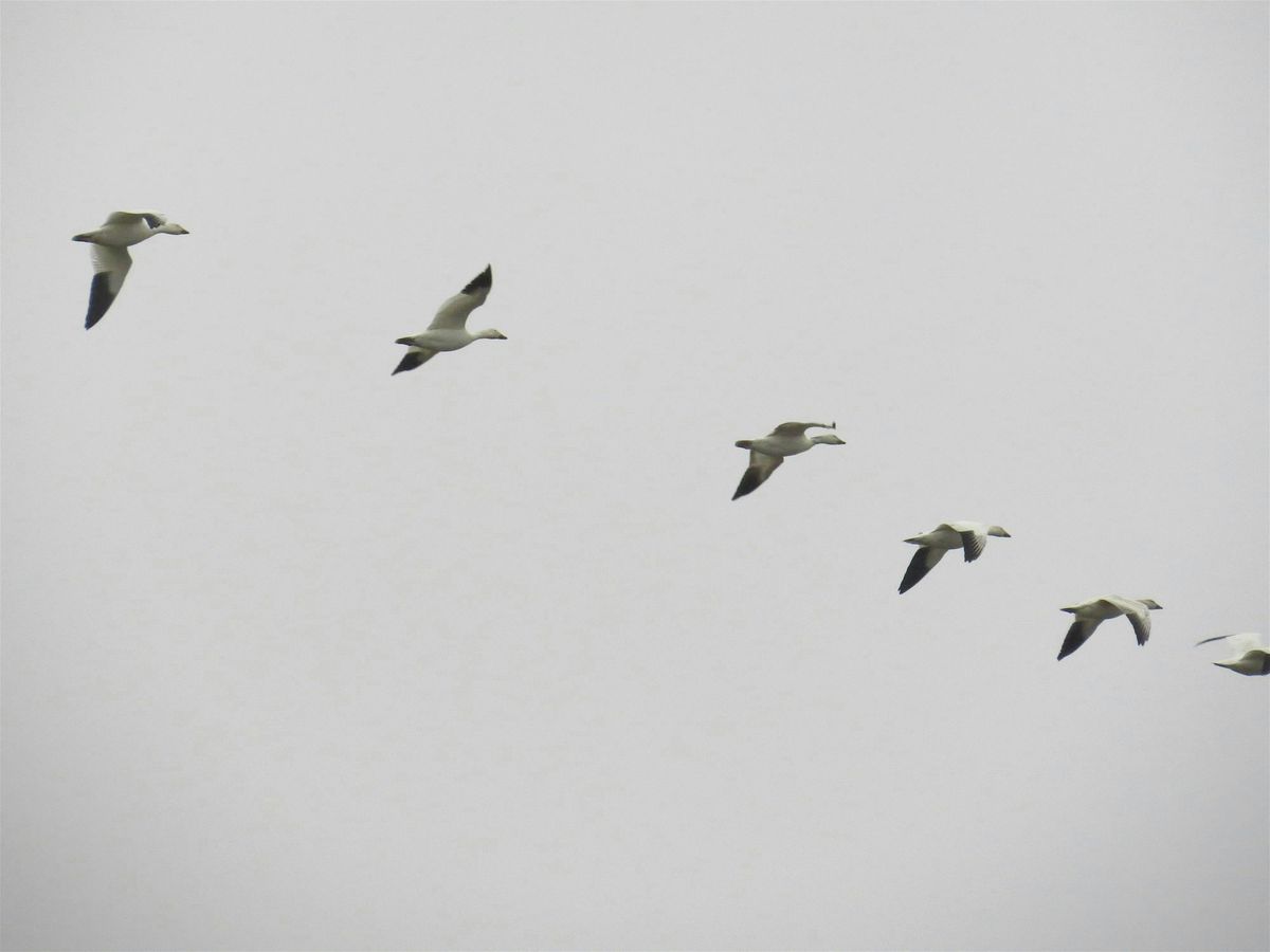 Birding at Samish Flats