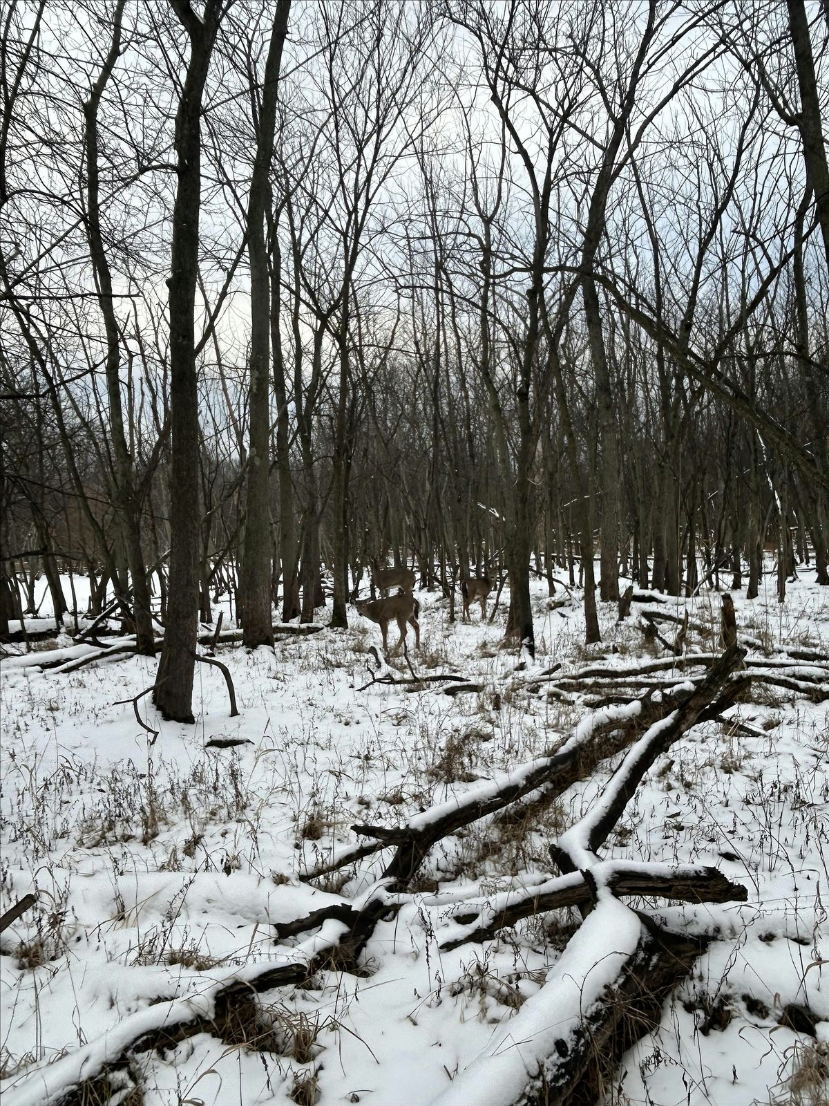 winter solstice forest bathing (plus singing!)