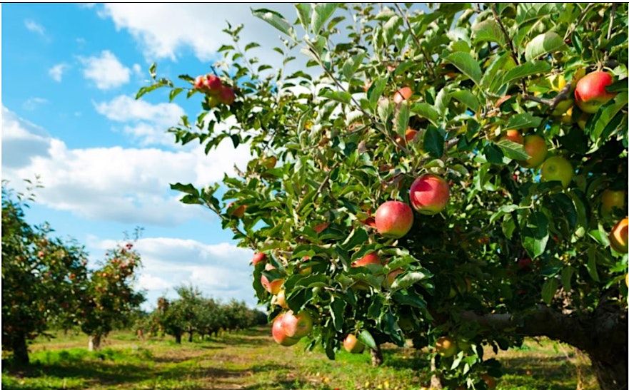 Introduction to Summer Fruit Tree Pruning