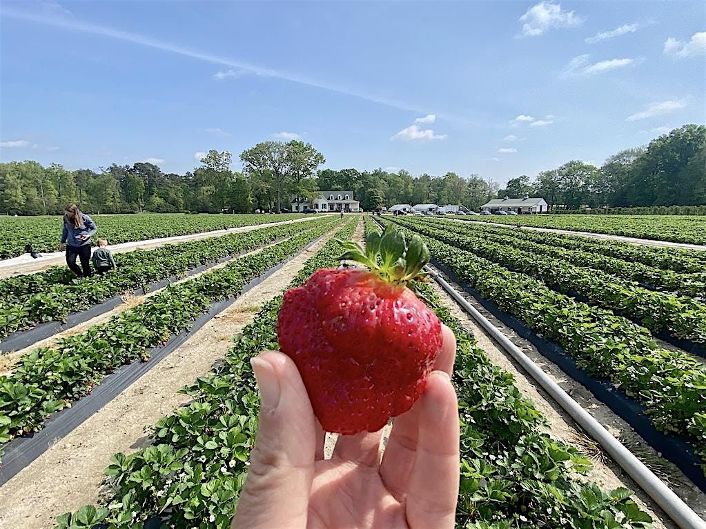 May Geektastic Getaway - Strawberry Picking Edition