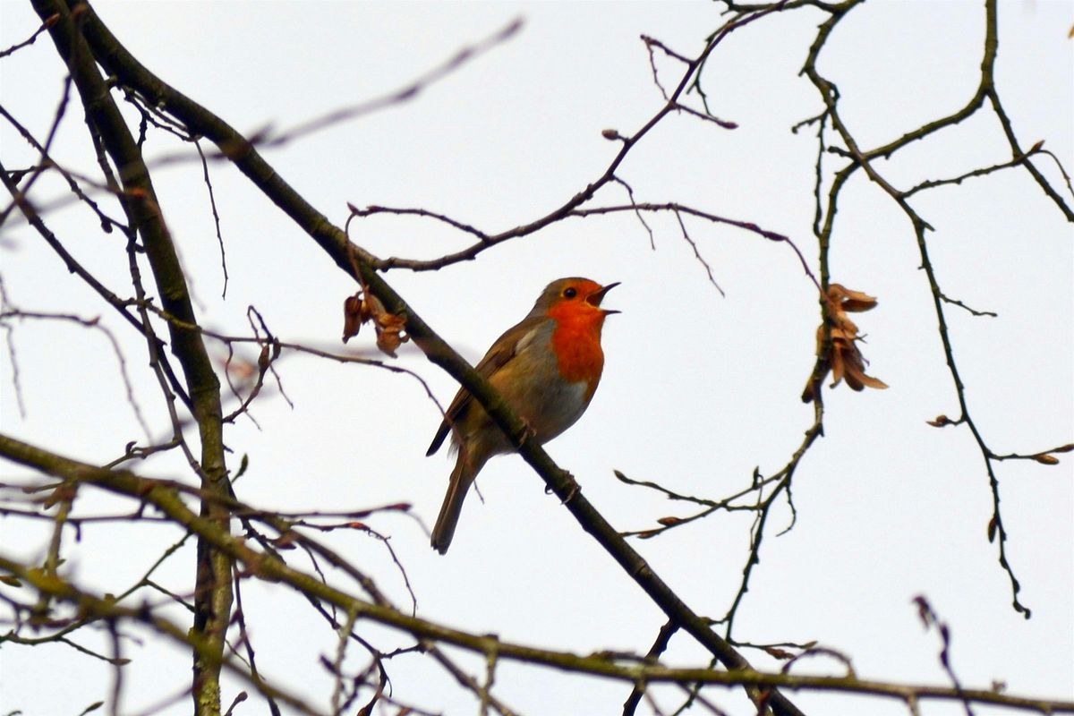Dawn Chorus - Rugby