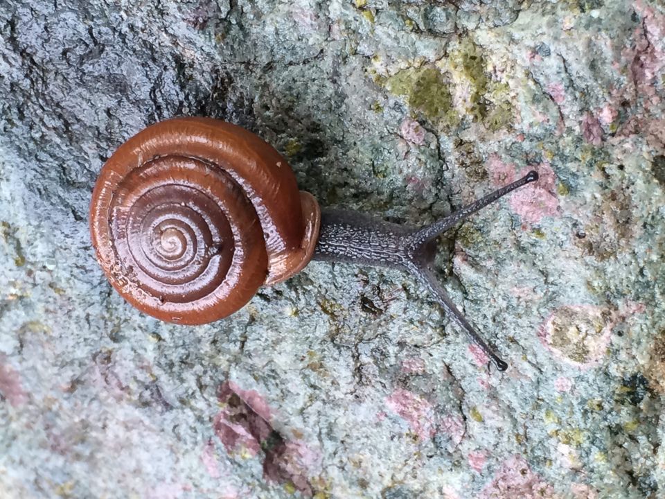 Slum Snails Get to Know Your Slimy Neighbors: Desert Snails in Arizona at Natural ...