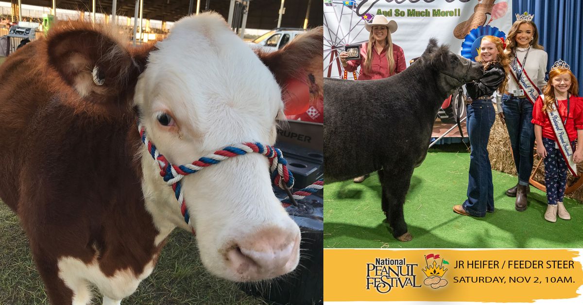 Cow Show Jr Heifer / Feeder Steer National Peanut Festival, Dothan