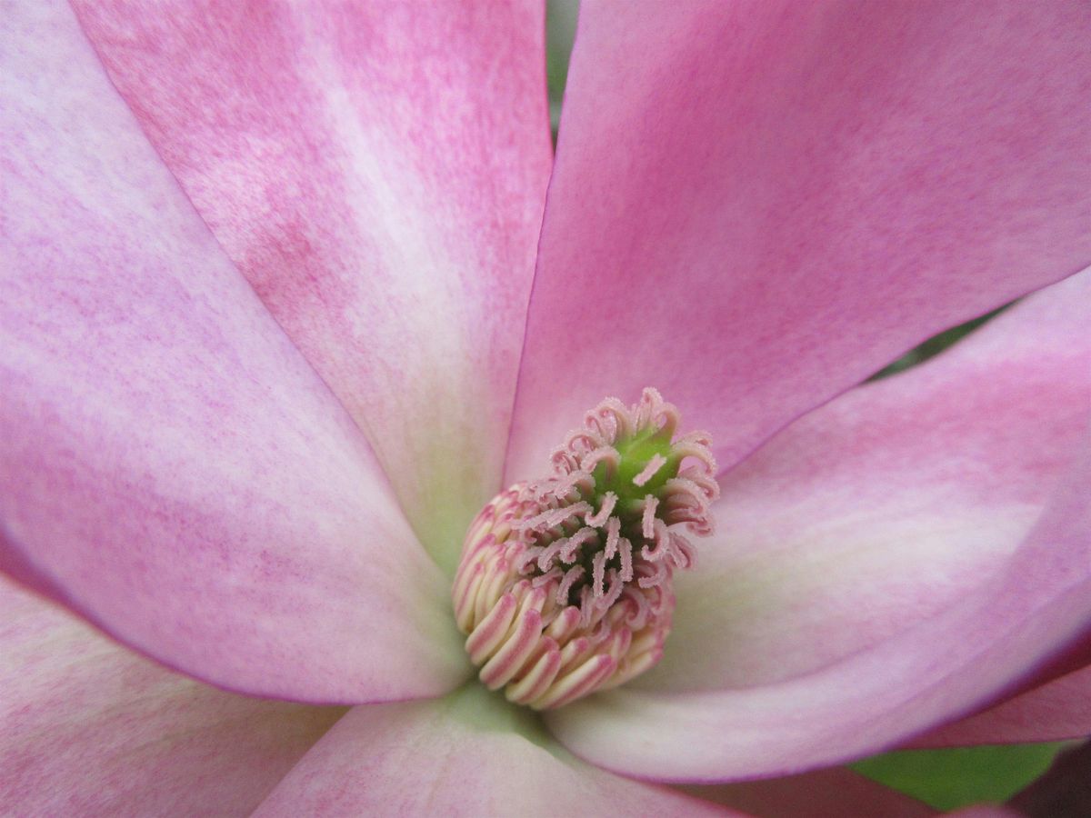 Spring Series: Grounded Connection- Somatics in Nature