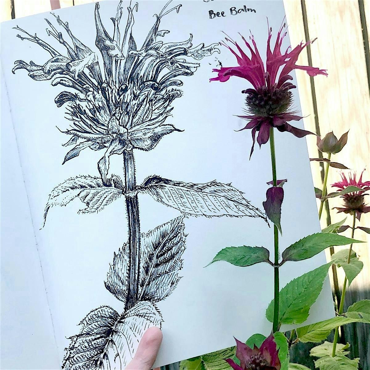 Nature Journaling Club 2026