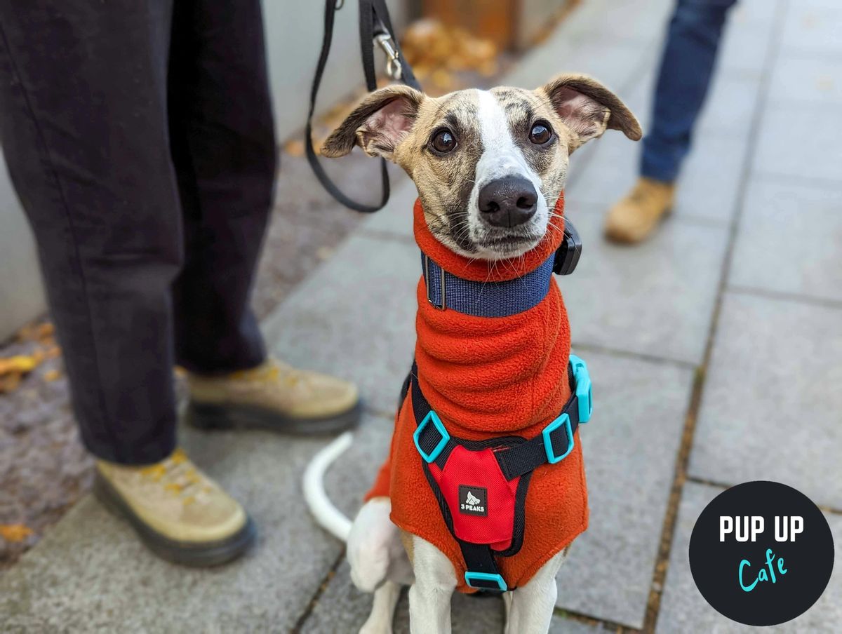 Plymouth - Jingle Paws Christmas Tour \ud83c\udf84