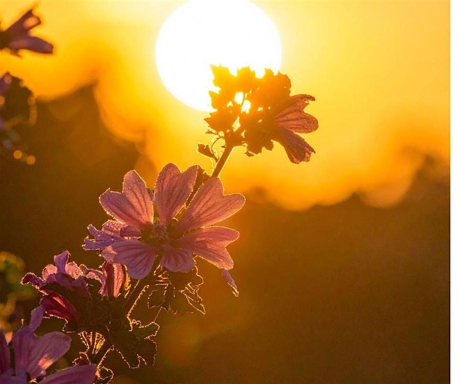 Summer Solstice Yoga, Cacao and Sound Healing Ceremony