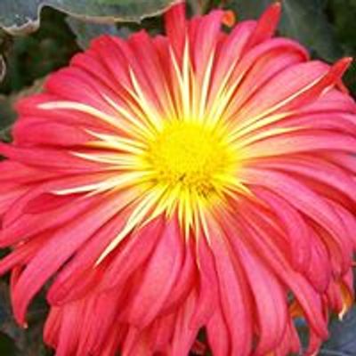 Bay Area Chrysanthemum Society
