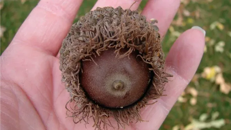 City Walk Brrr Oaks, 6.0 Miles