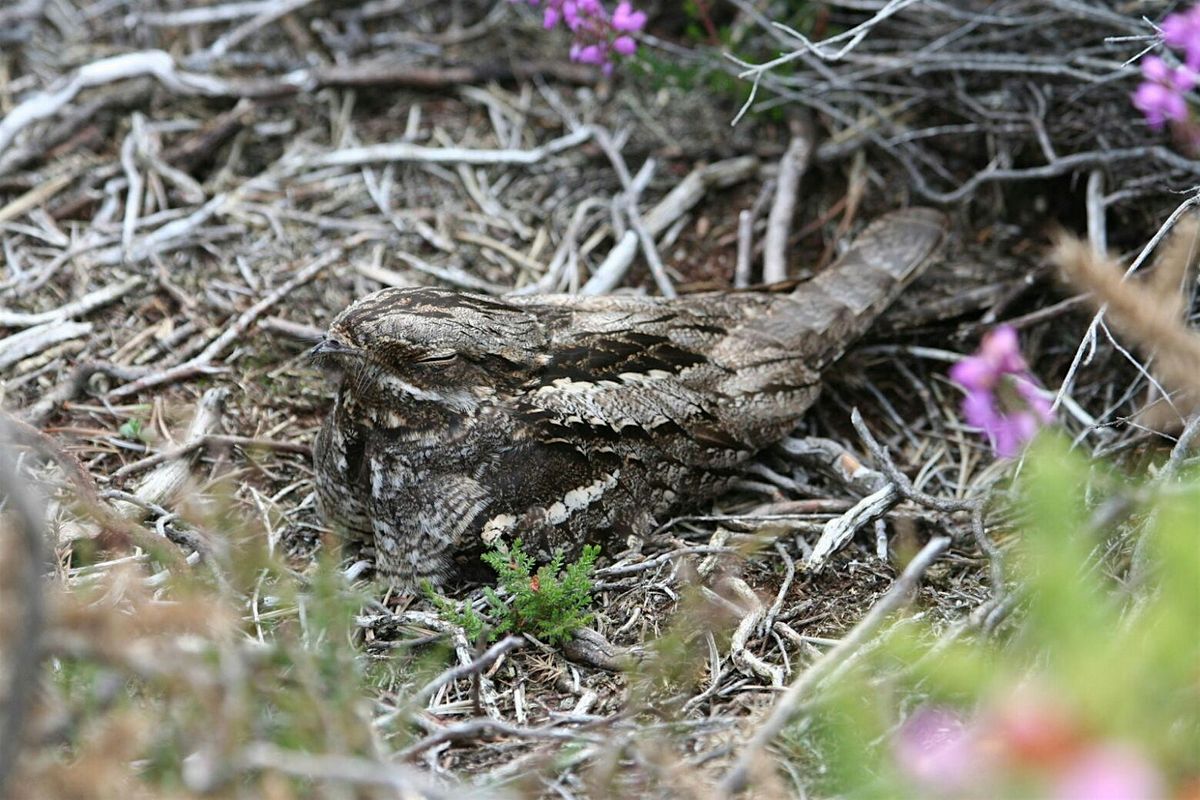 Nightjar Walk - Canford Heath