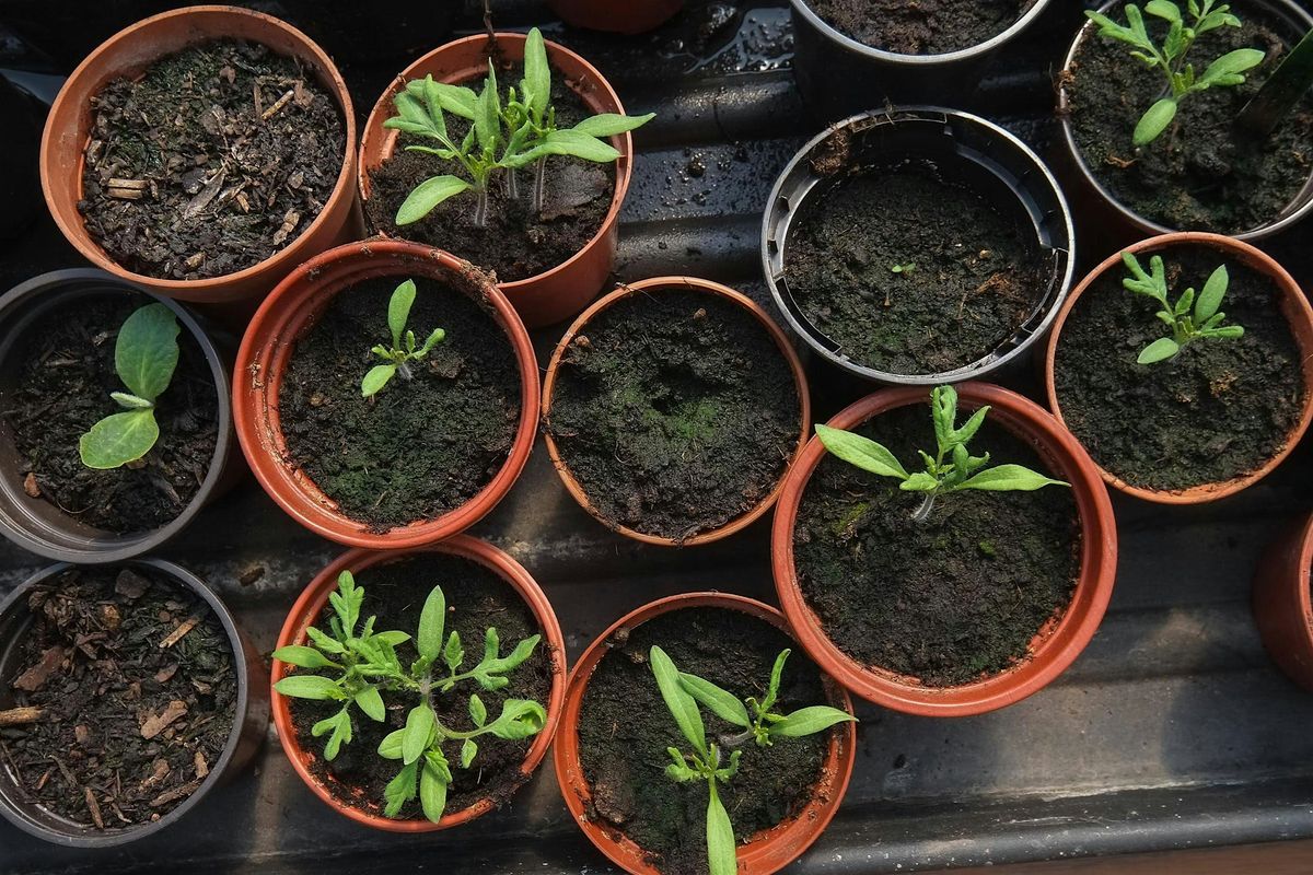 Planning your edible garden