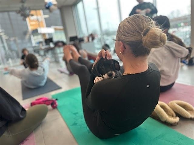 Holiday Puppy Yoga at Hexagon Alley with Sarah's Yoga Studio