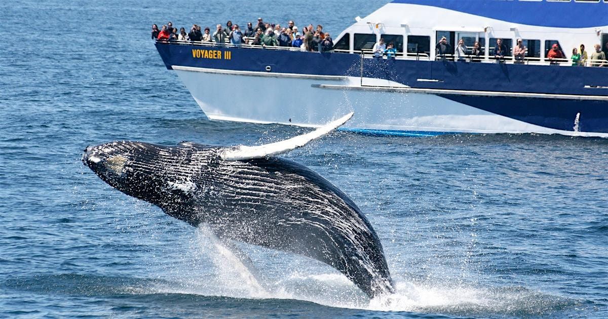 Whale Watching and Dinner in Newport