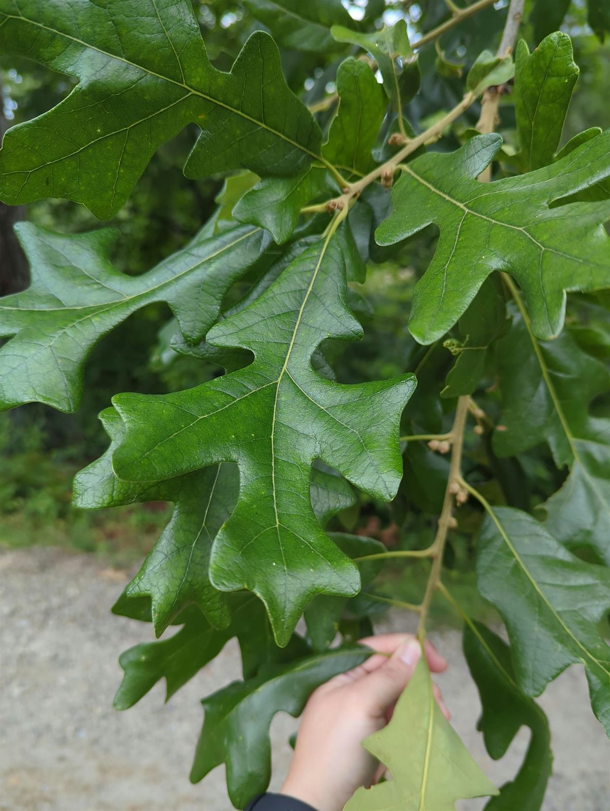 Summer Tree ID