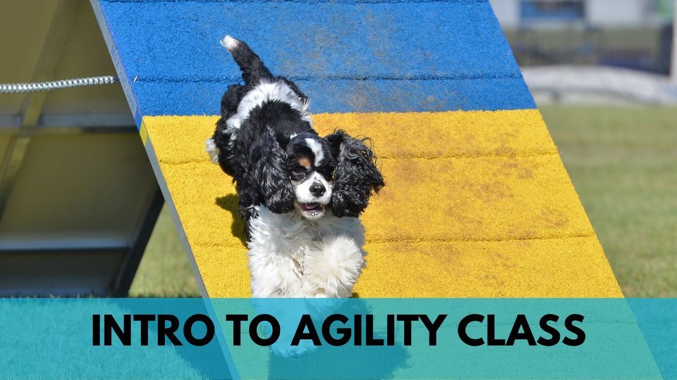 INTRO TO AGILITY CLASS Sit Happens Dog Training, Lafayette, LA January 11, 2023