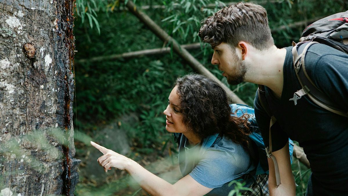Advanced Tree ID Trek