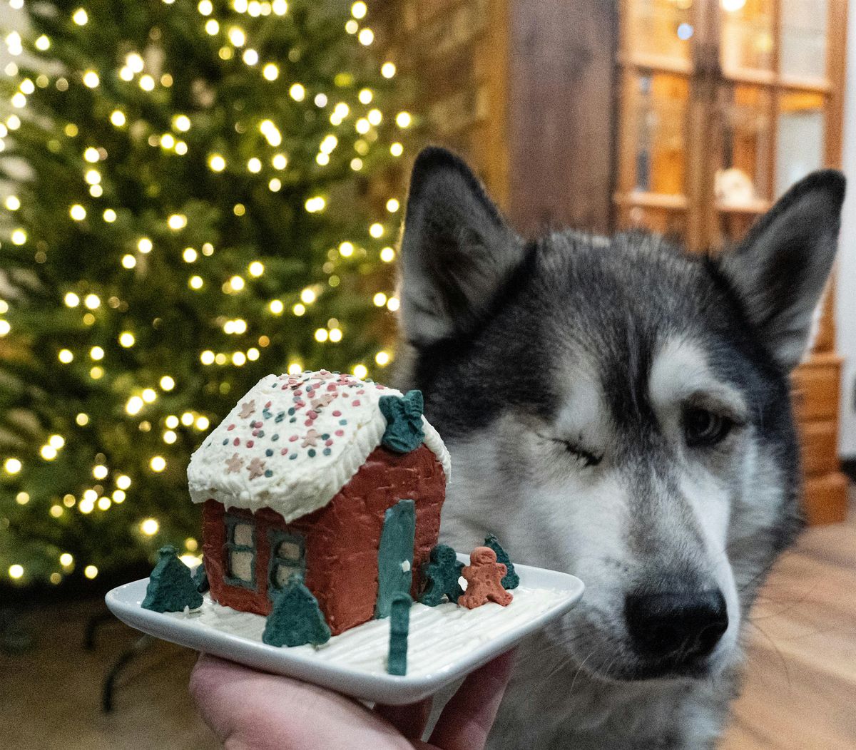 Gingerbread Dog House Decorating at Skiptown