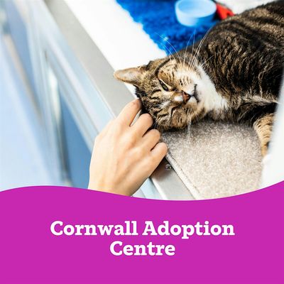 Cats Protection Cornwall Adoption Centre