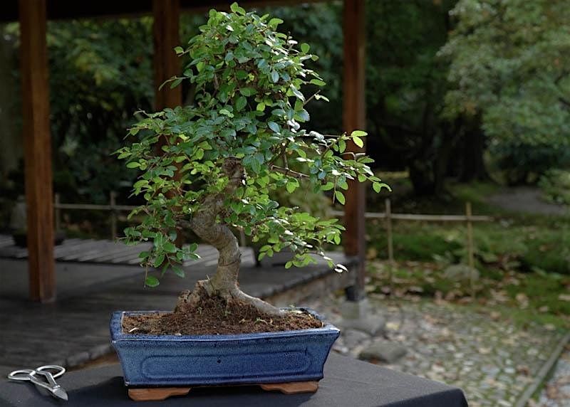 Bonsai Society Meeting - Summer Maintenance