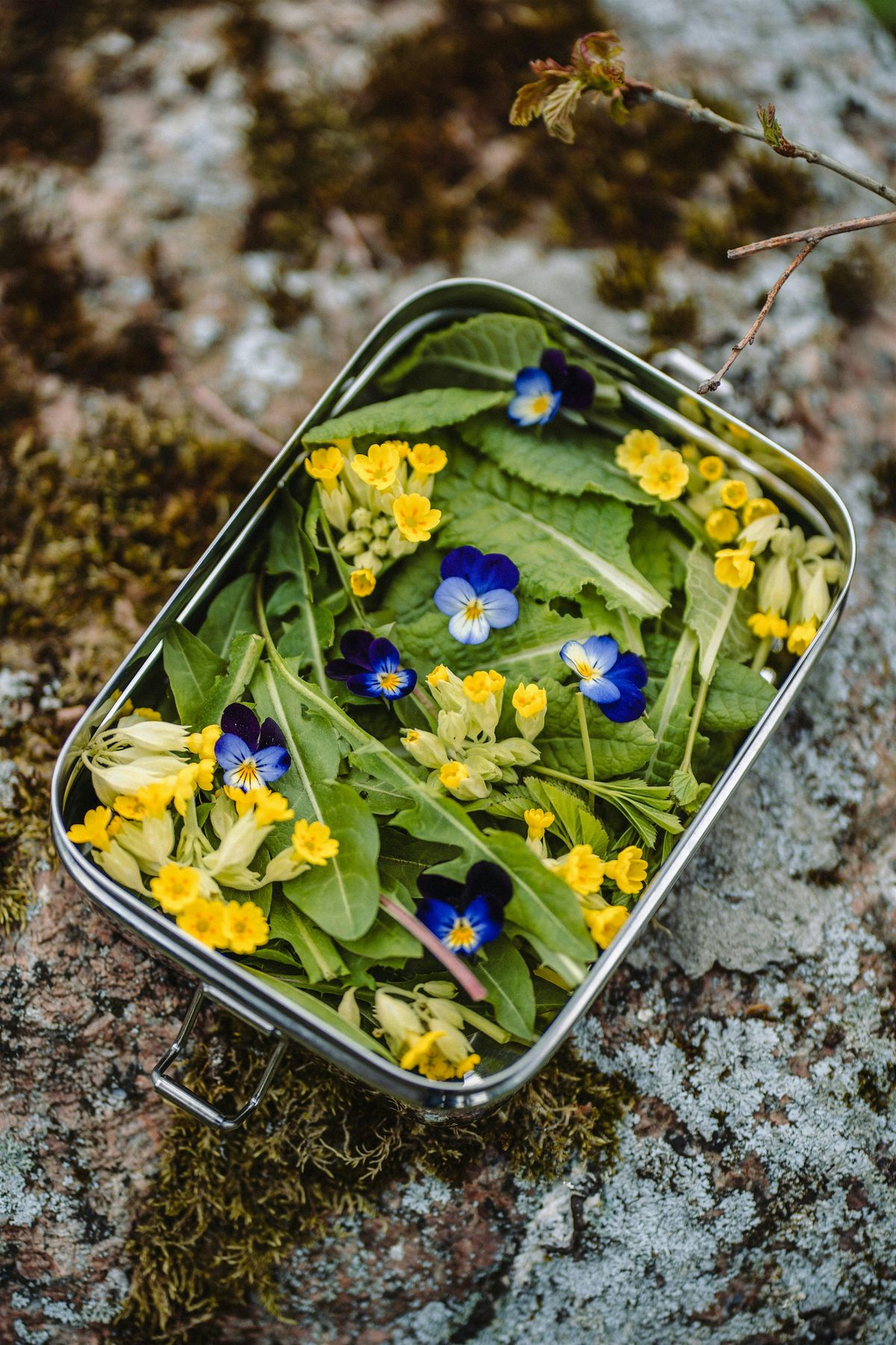 Spring Greens! Wild food forage, cook and feast