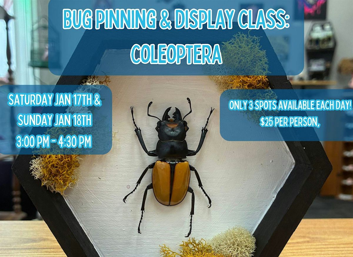 Bug Pinning & Display Class: Coleoptera - January 2026