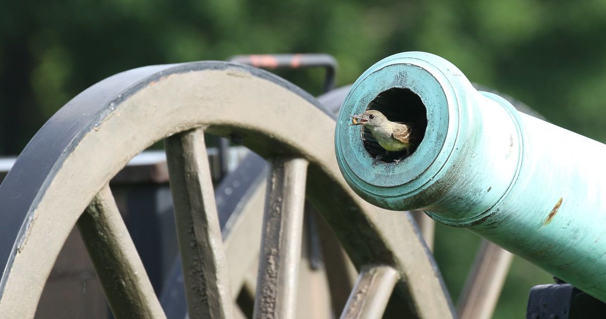 West Virginia Black Bears vs. Team Mexico
