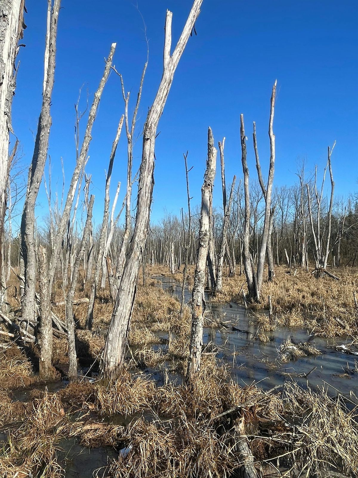 Homeschool Day: Winter Habitat Hike