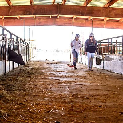 Nevada Statewide Youth Livestock Events