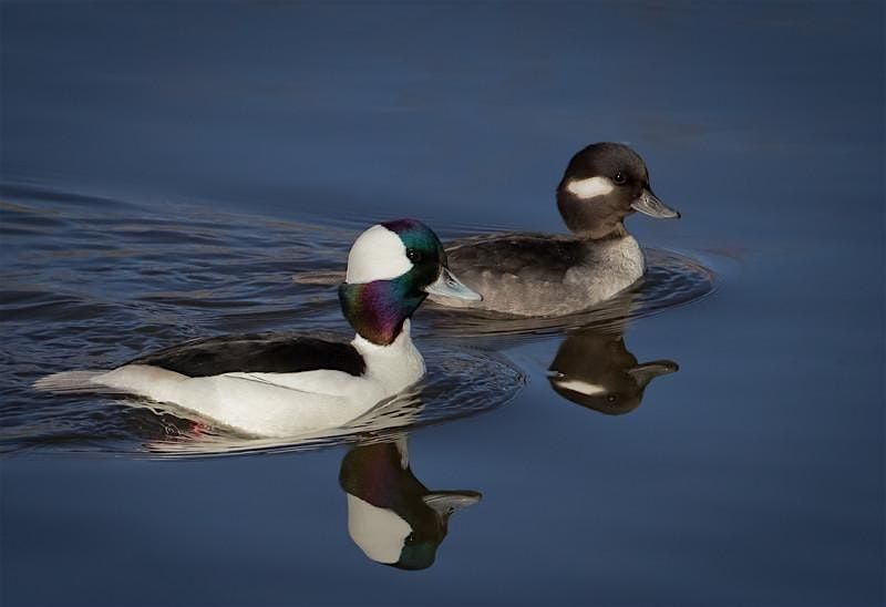 Bird Walk - Hains Point
