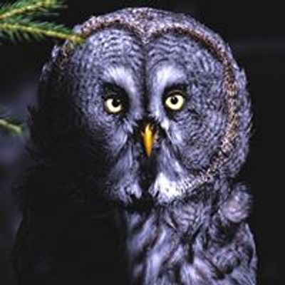 Attic Owl Reading Series