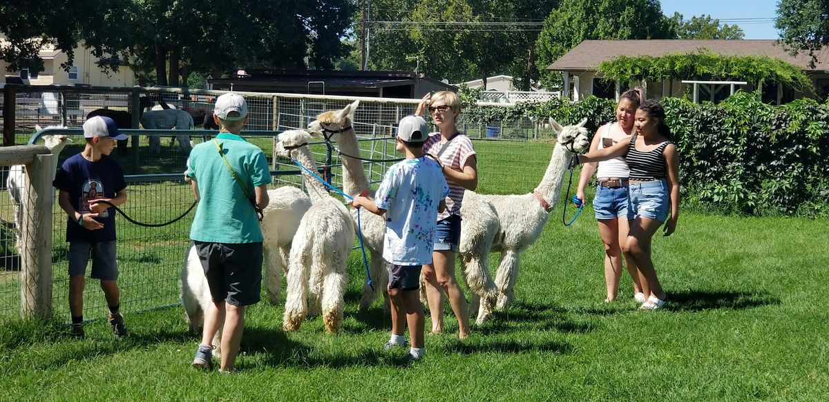 Alpaca Farm Tour Experience!