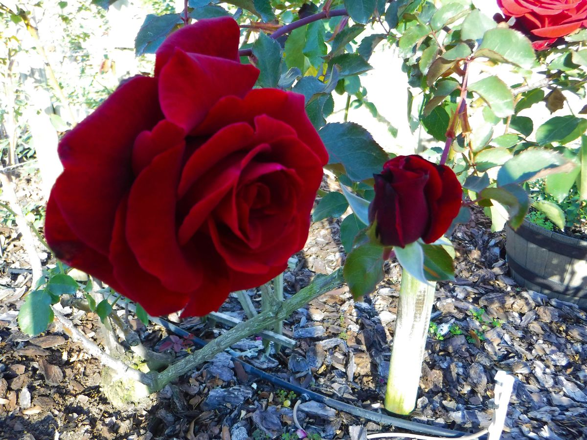 Florida-Friendly Roses