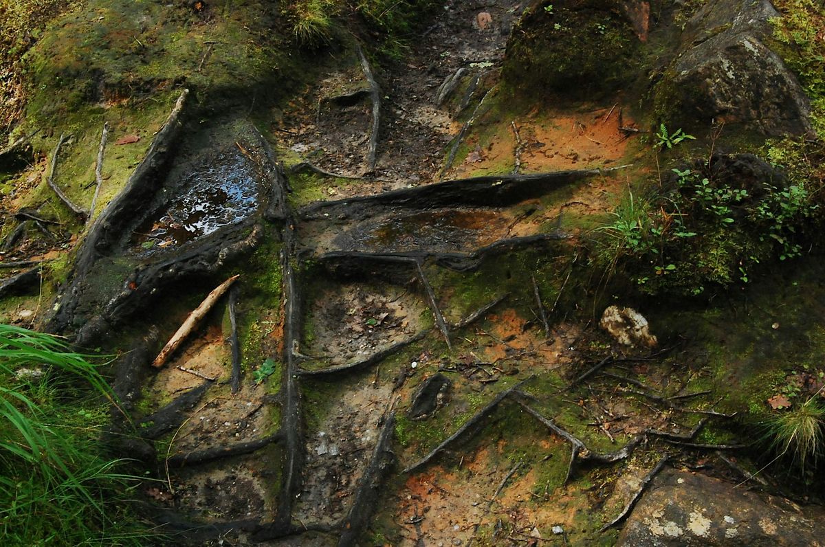 Systemic and Family Constellations Workshop