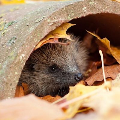 Cheshire Wildlife Trust