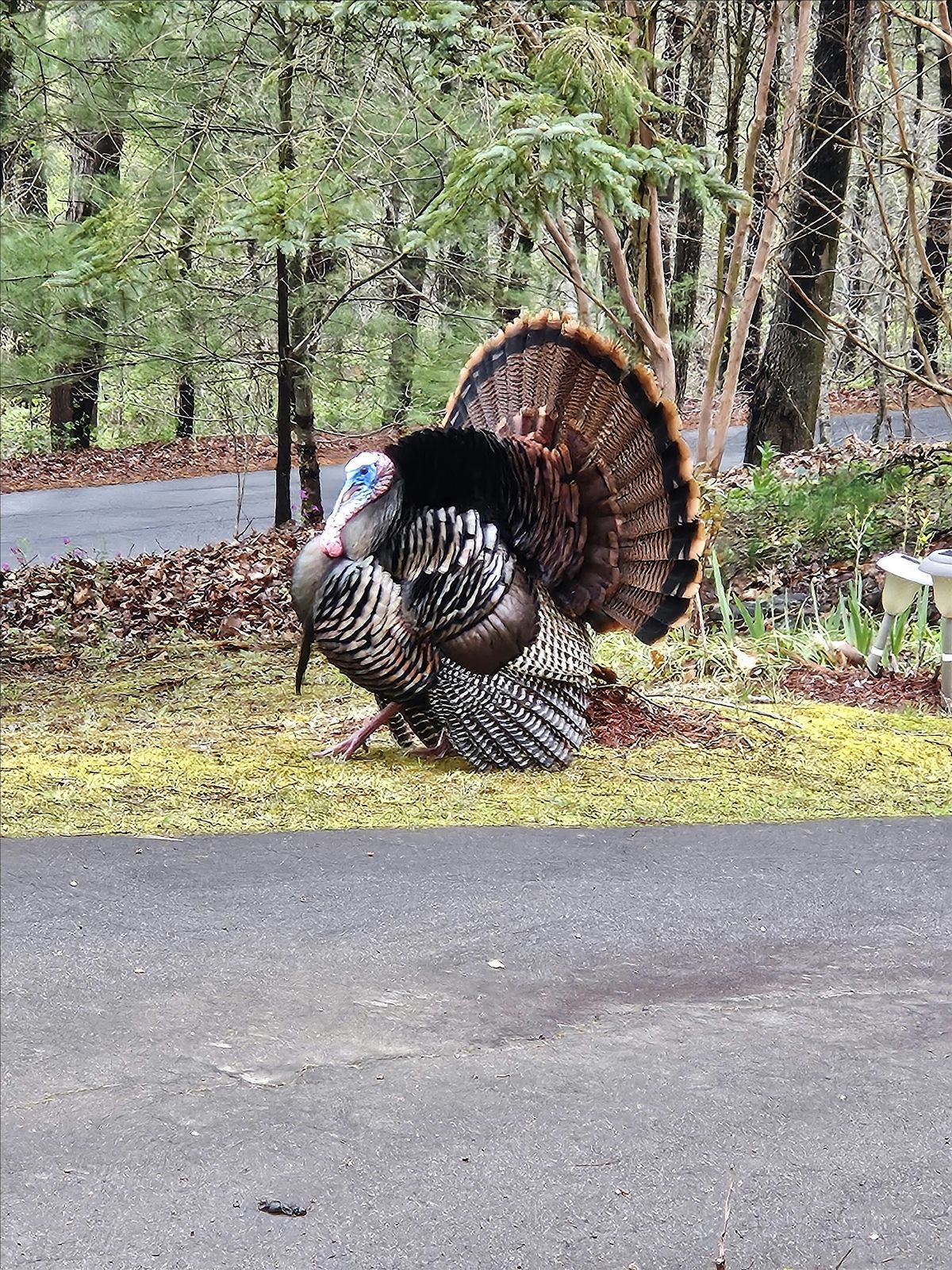Avian Relationships Around the World