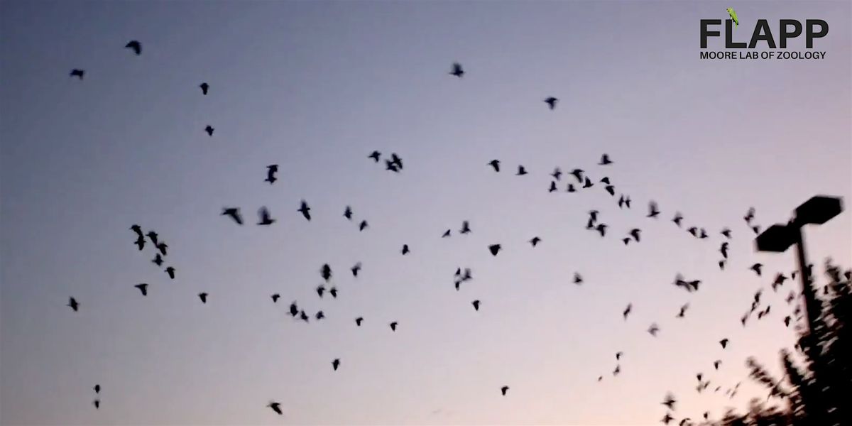 Parrot Roost Watch with the Moore Lab
