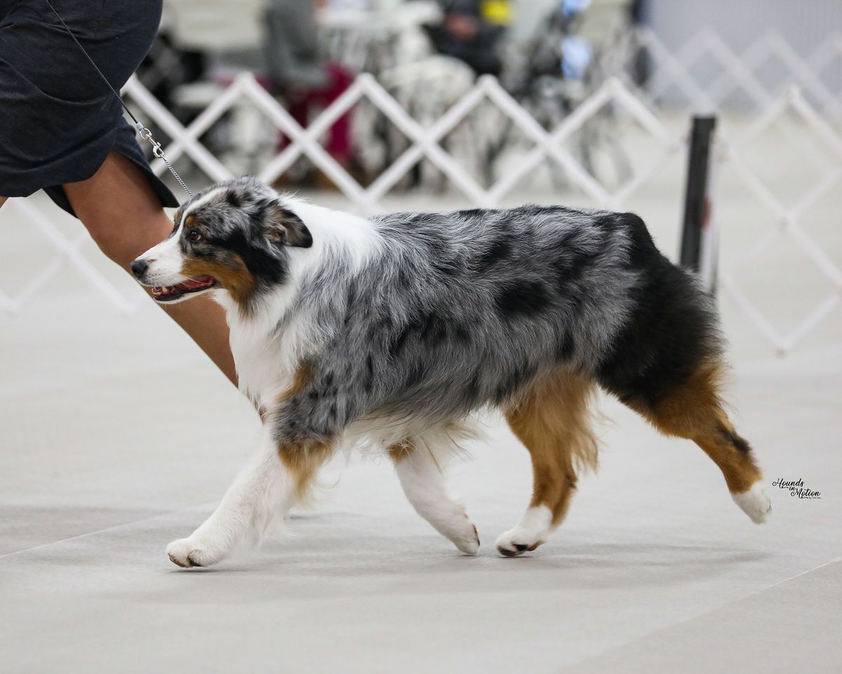 IABCAs 2025 Evergreen Spring Sieger International Dog Show Clark