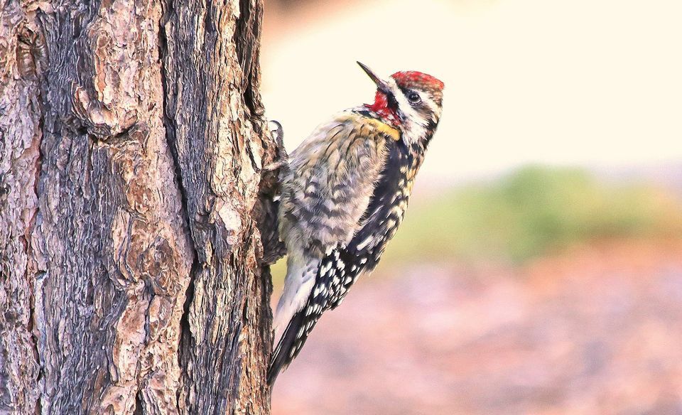 East Brunswick Winter Birding Day 2023