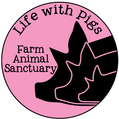 Life With Pigs Farm Animal Sanctuary