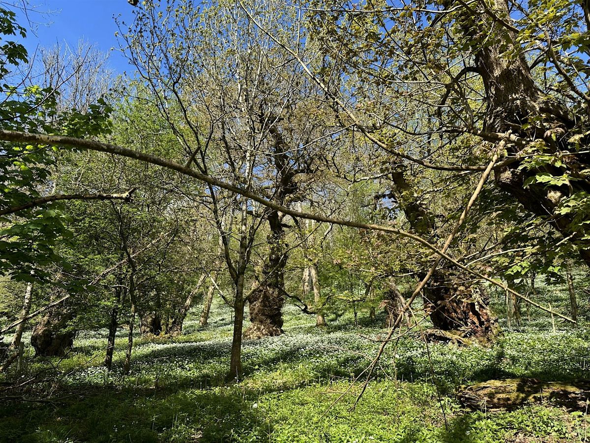 Introduction to Ancient Woodland Management