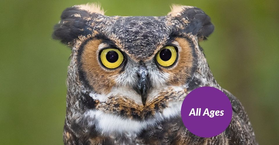 A Year in the Life of an Owl