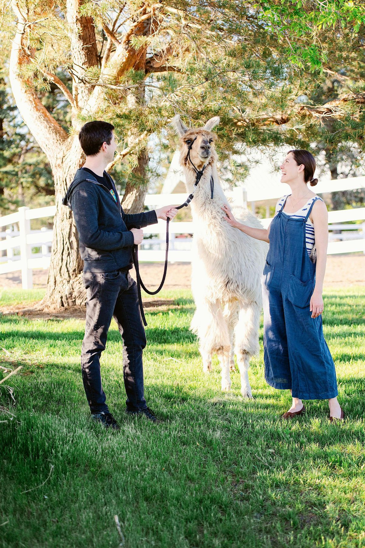 Llama Trek with Wine