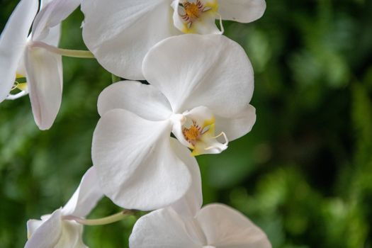 Orchids in the Mansion
