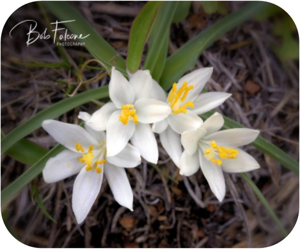 Wildflower Photography Workshop