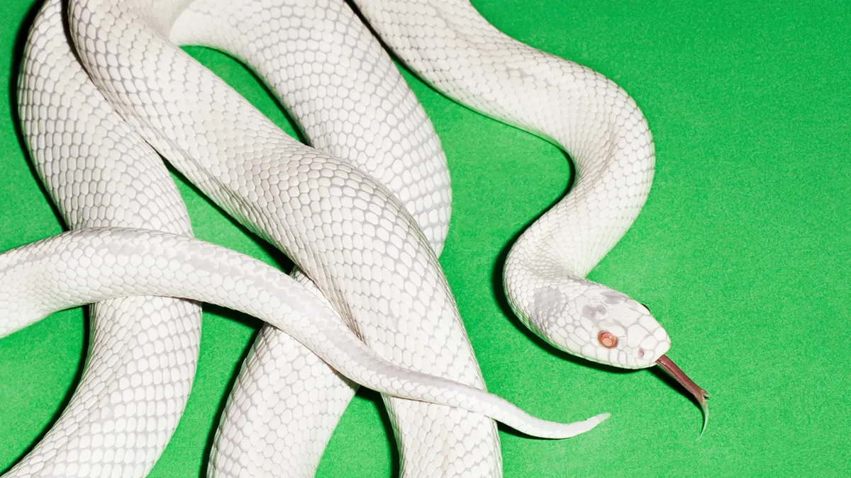 Deftones, Denzel Curry, Drug Church in Stuttgart