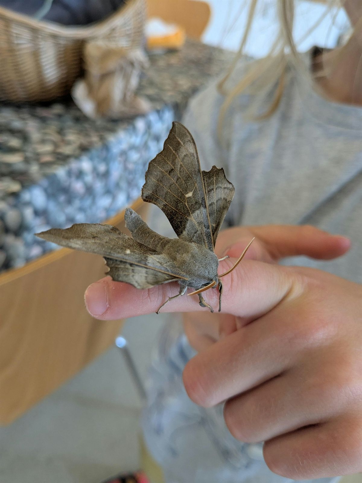 Family Moth trap and Walk at Lorton Meadows at Lorton Meadows ...