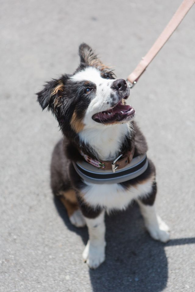 barktober-fest-at-the-summit-at-fritz-farm-lexington-on-22nd-october-2023