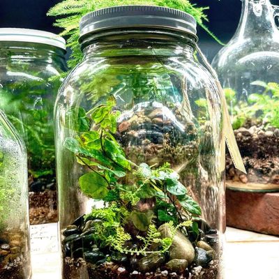 Pretty Green Terrariums