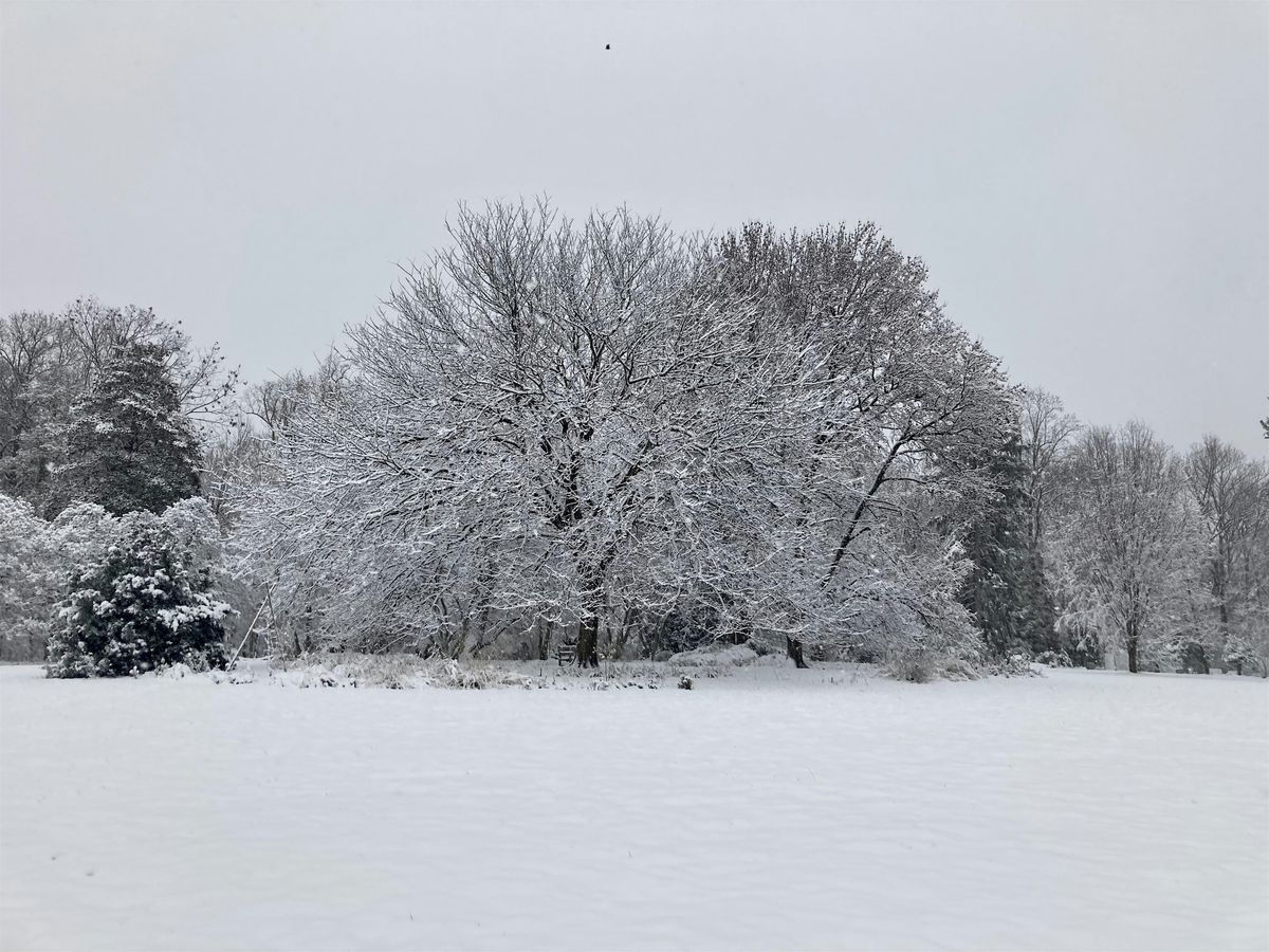 Wednesday Walk: Winter Trees