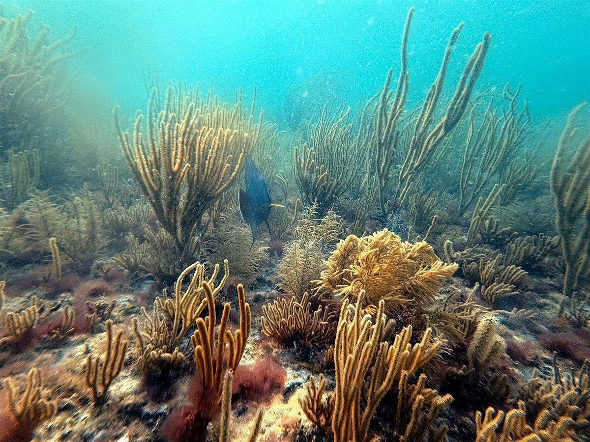 Neon Reef & REEFLINE Guided Snorkel